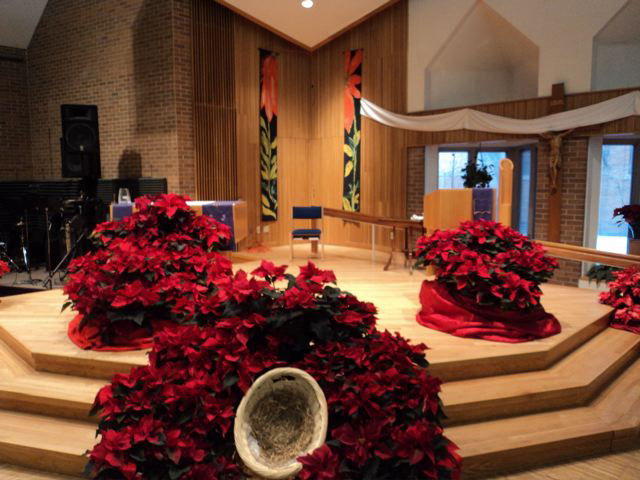 Poinsettias at Newman Center in Iowa City, Iowa